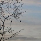 Grodkowice – Raj dla ornitologów