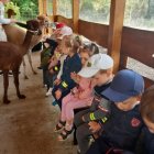 Wycieczka przedszkolaków z Grodkowic do AlpacaPark w Przebieczanach.